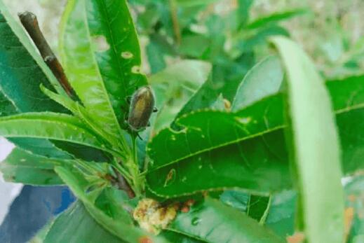 ����Ҽ�������������